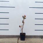 Arónia (Aronia melanocarpa) ´GALICIJANKA´ - výška 20-30 cm; kont. P9 - SAMOOPELIVÁ